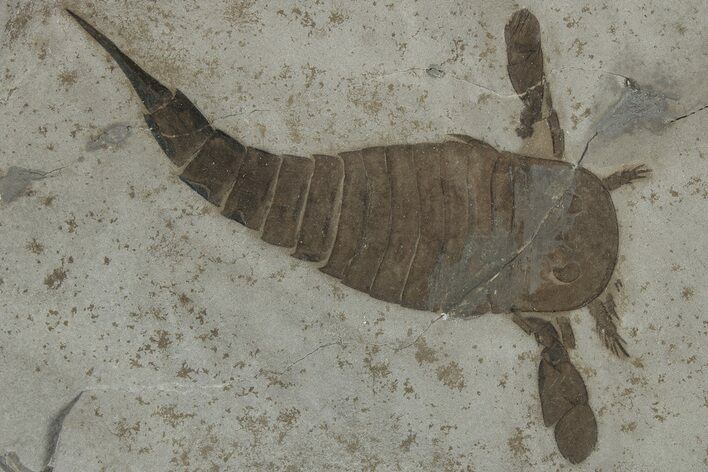 Eurypterus (Sea Scorpion) Fossil - New York #310231